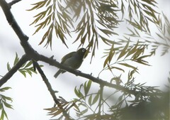 Zosterops atricapilla