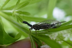 Phaeostigma