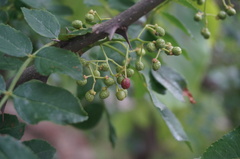Zanthoxylum bungeanum