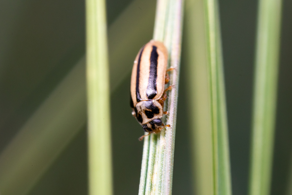 Episcopal Ladybird