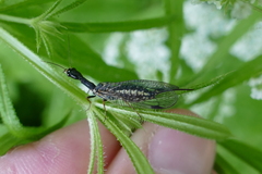 Phaeostigma