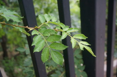 Zanthoxylum bungeanum