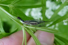 Phaeostigma