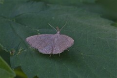 Pechipogo strigilata