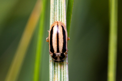 Macronaemia episcopalis