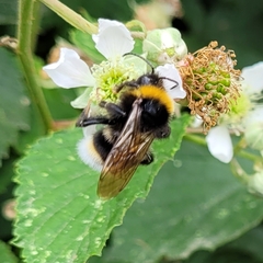 Bombus