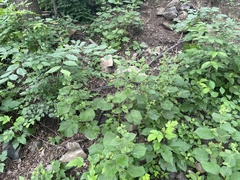 Phlomoides umbrosa