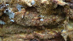 Asterodon ferruginosus