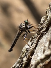 Neoitamus socius