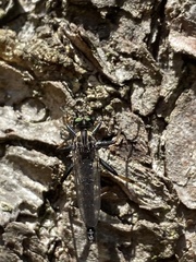 Neoitamus socius