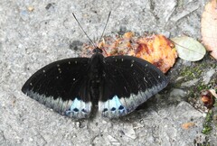 Lexias dirtea