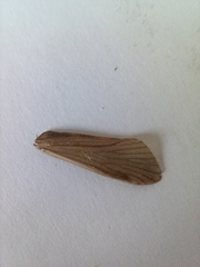 Hydropsyche angustipennis