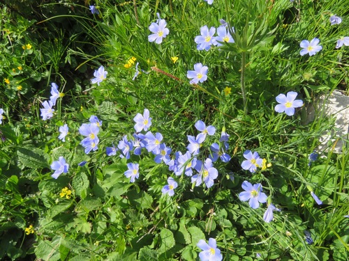 Image of Linum alpinum by (c) Marco Mussita, some rights reserved (CC BY)
