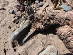 Somateria mollissima