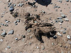 Somateria mollissima