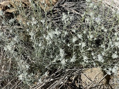 Krascheninnikovia lanata