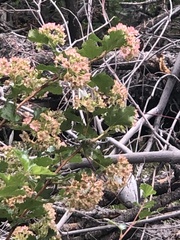 Physocarpus monogynus