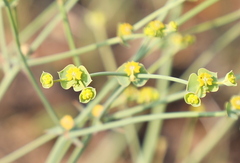 Euphorbia striata