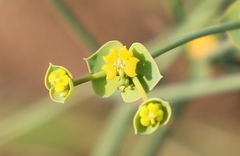 Euphorbia striata