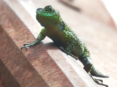 Sceloporus taeniocnemis