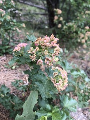 Physocarpus monogynus