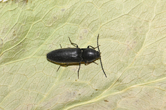 Hemicrepidius hirtus