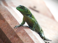 Sceloporus taeniocnemis