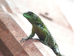 Sceloporus taeniocnemis