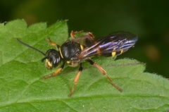 Argogorytes mystaceus