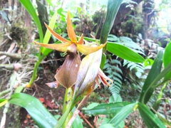 Image of Epidendrum cerinum