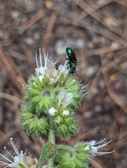 Hoplitis fulgida