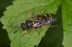 Argogorytes mystaceus