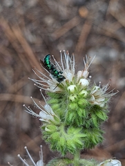 Hoplitis fulgida