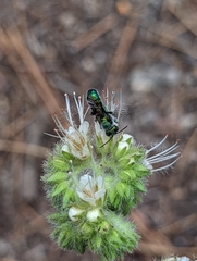 Hoplitis fulgida