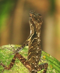 Anolis cobanensis