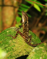 Anolis cobanensis