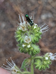 Hoplitis fulgida