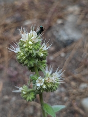 Hoplitis fulgida