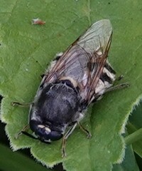 Stratiomys singularior