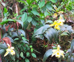 Sobralia xantholeuca
