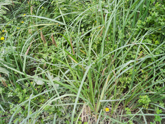 Carex darwinii