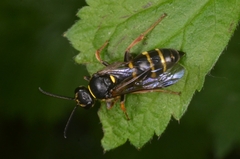 Argogorytes mystaceus