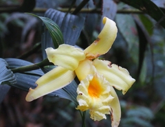 Sobralia xantholeuca