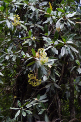 Hydrangea serratifolia