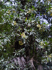 Hydrangea serratifolia