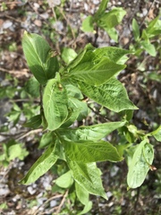 Lonicera alpigena
