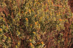 Lasiosiphon canoargenteus