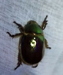 Viridimicus aurescens