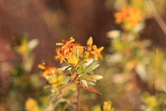 Lasiosiphon canoargenteus