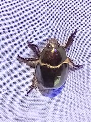 Viridimicus aurescens